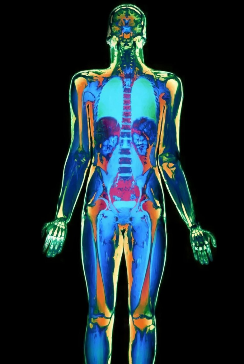 anatomical-body-scan (2).jpg
